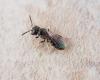 Lasioglossum sp.